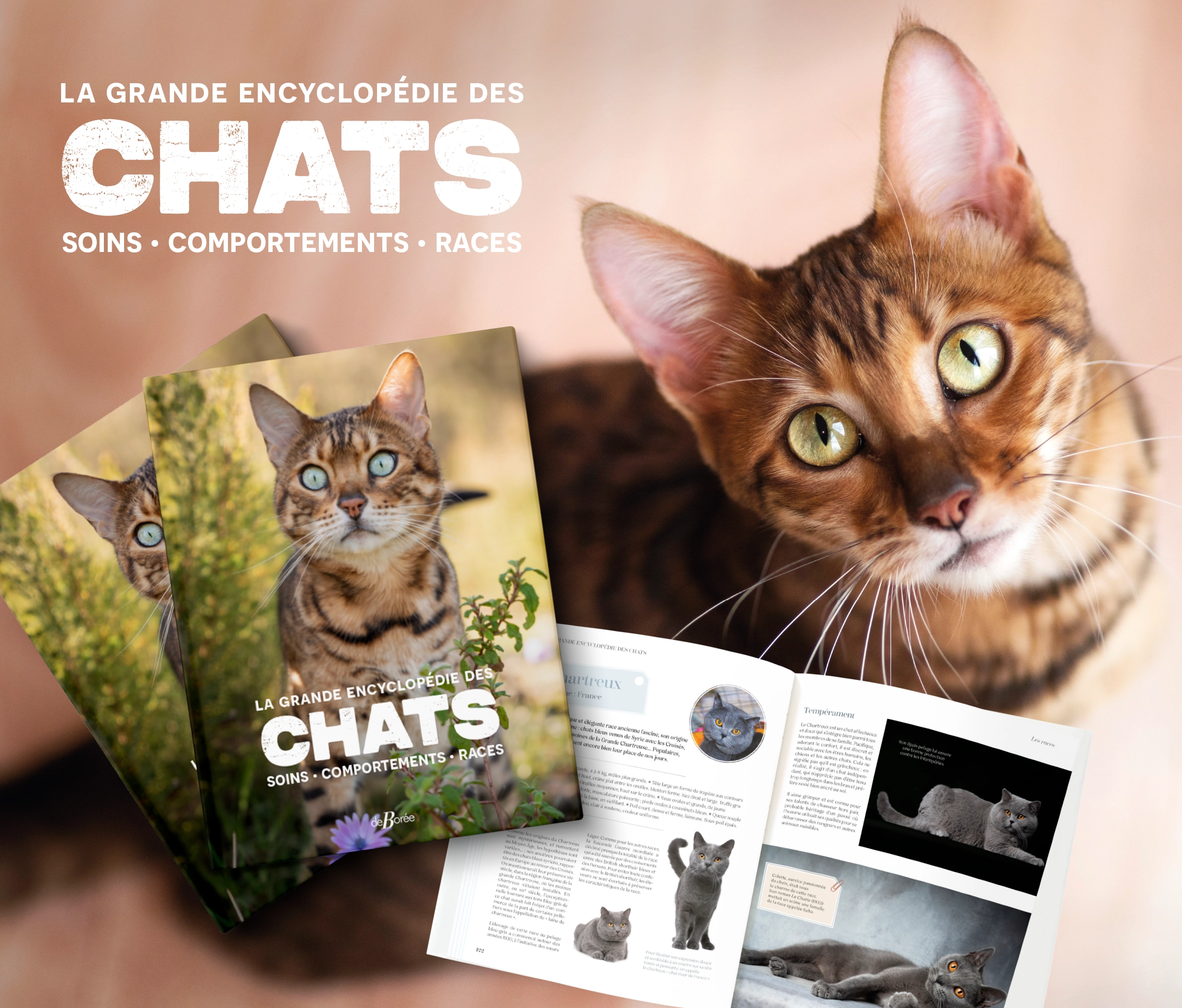 chats-web