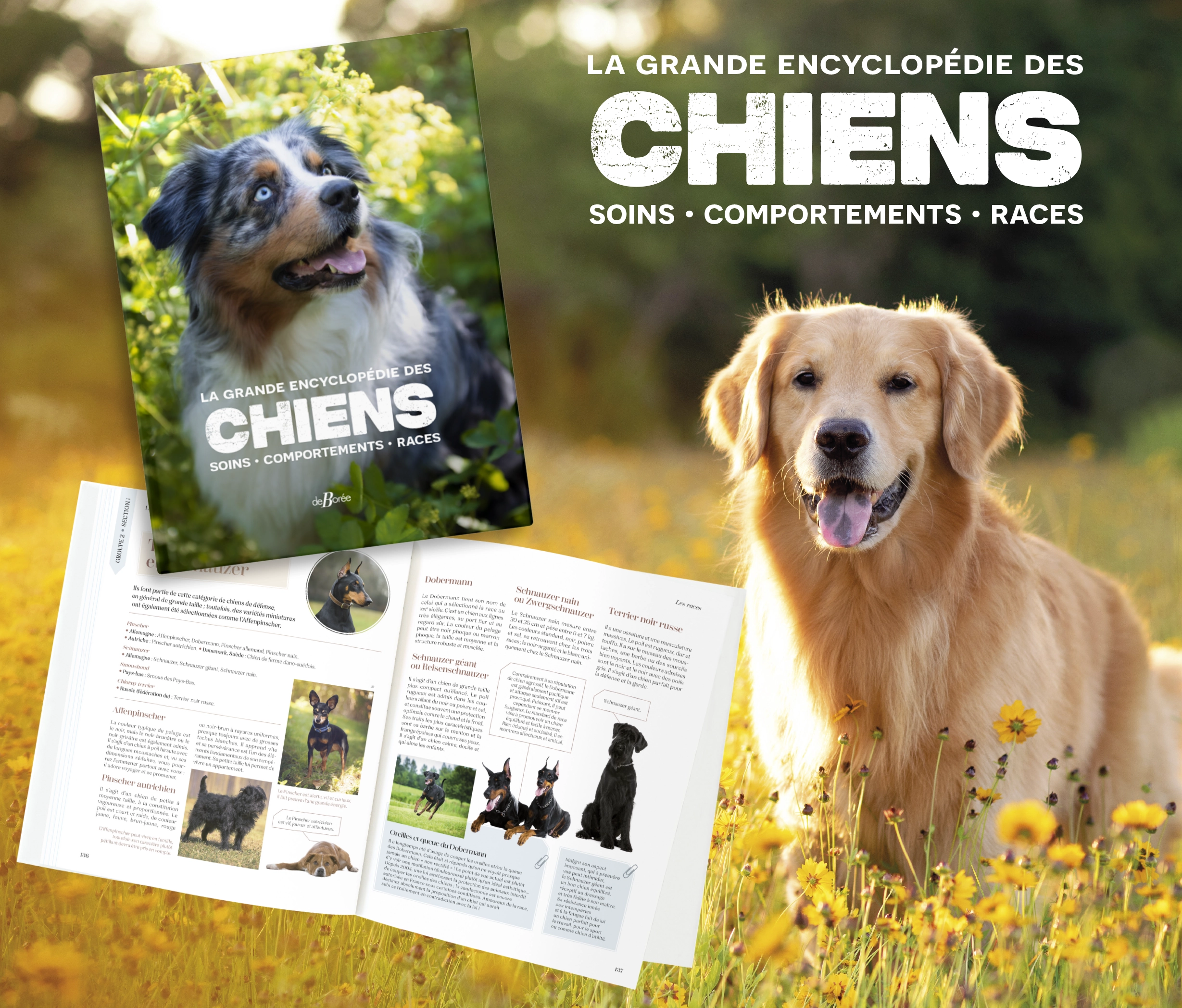 chiens-web
